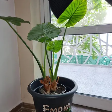 Apartmán бутикови емона Ravda