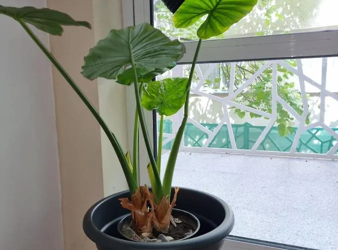 Lejlighed бутикови емона Ravda